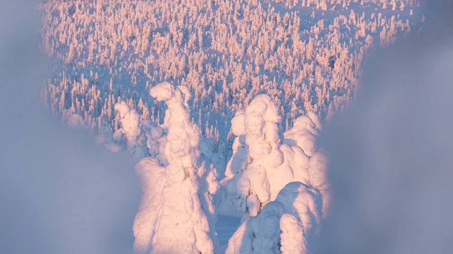 Snow-covered trees in a winter forest with pink sunset lighting