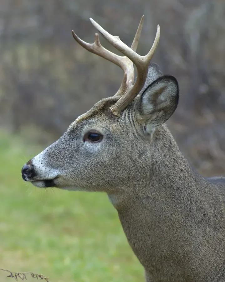 whitetail-buck-1540513.webp
