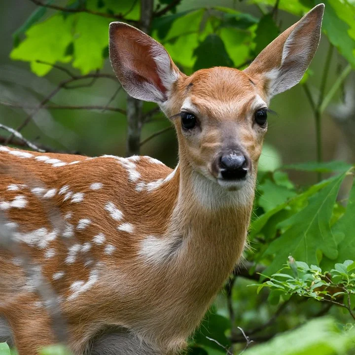 whitetaileddeer3.jpg