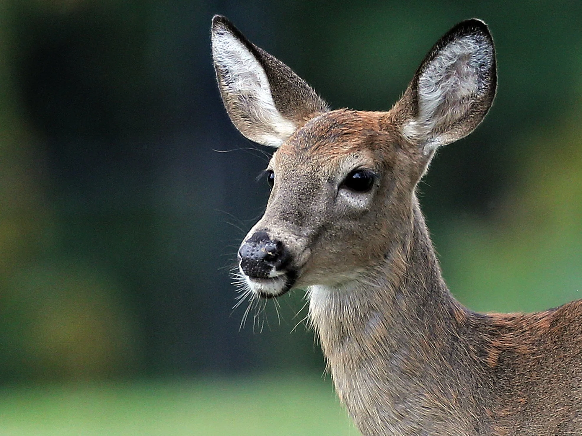white-tailed-deer-1-0574346564fb5d5f806bf50c03d4e5f37651a753.jpg