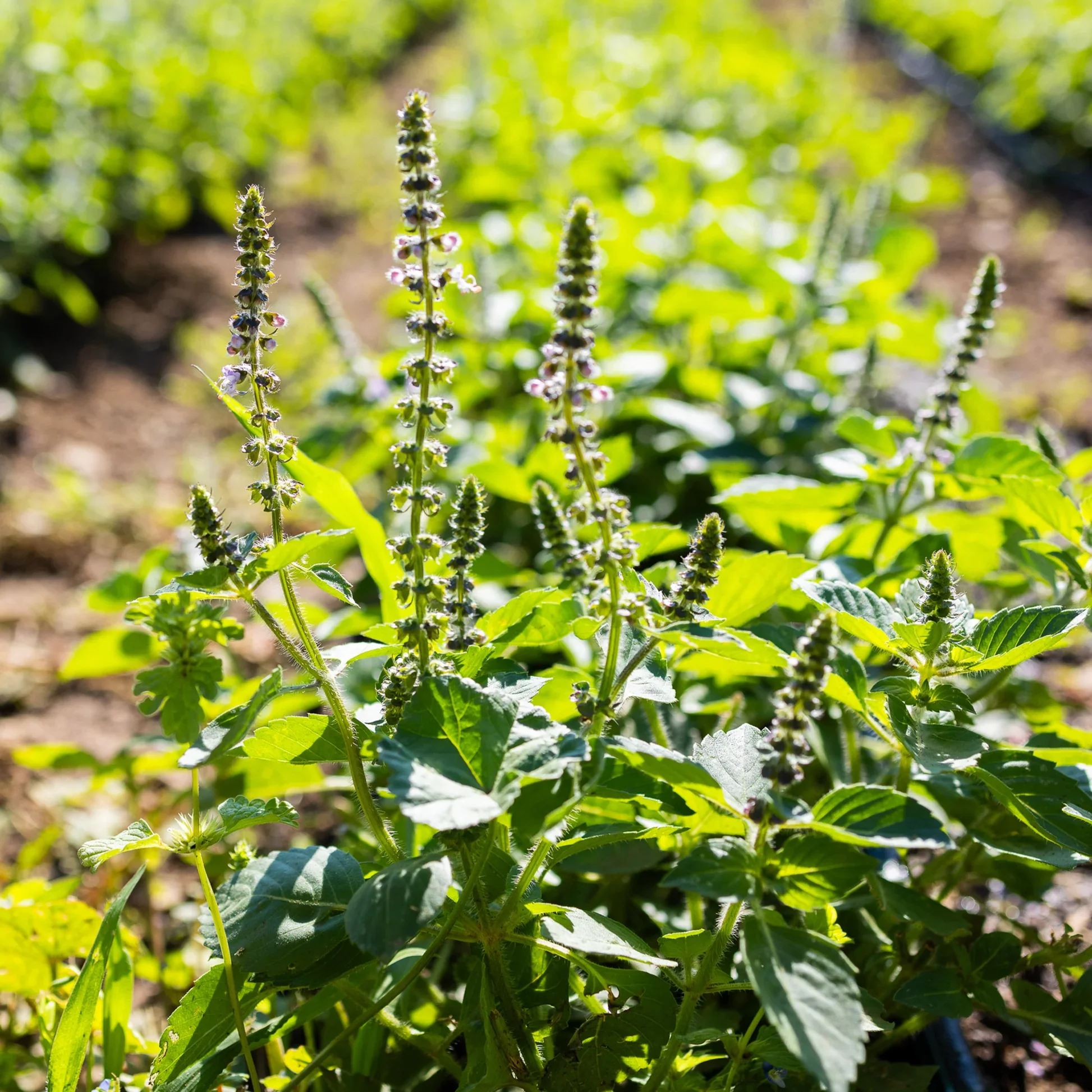 tulsi.webp