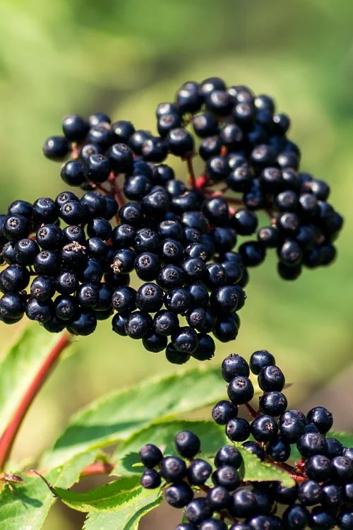 elderberry page.jpg