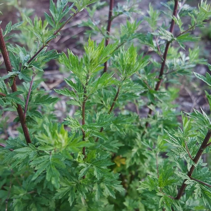 mugwort page.jpg