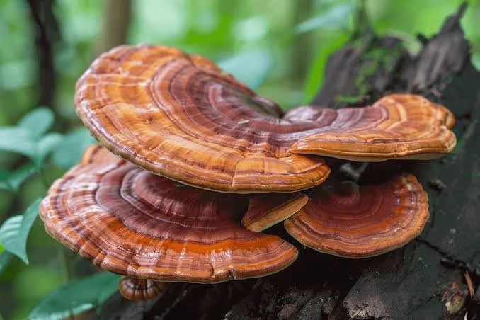 reishi2.jpeg