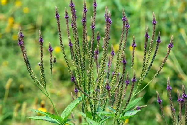 blue vervain page.jpg
