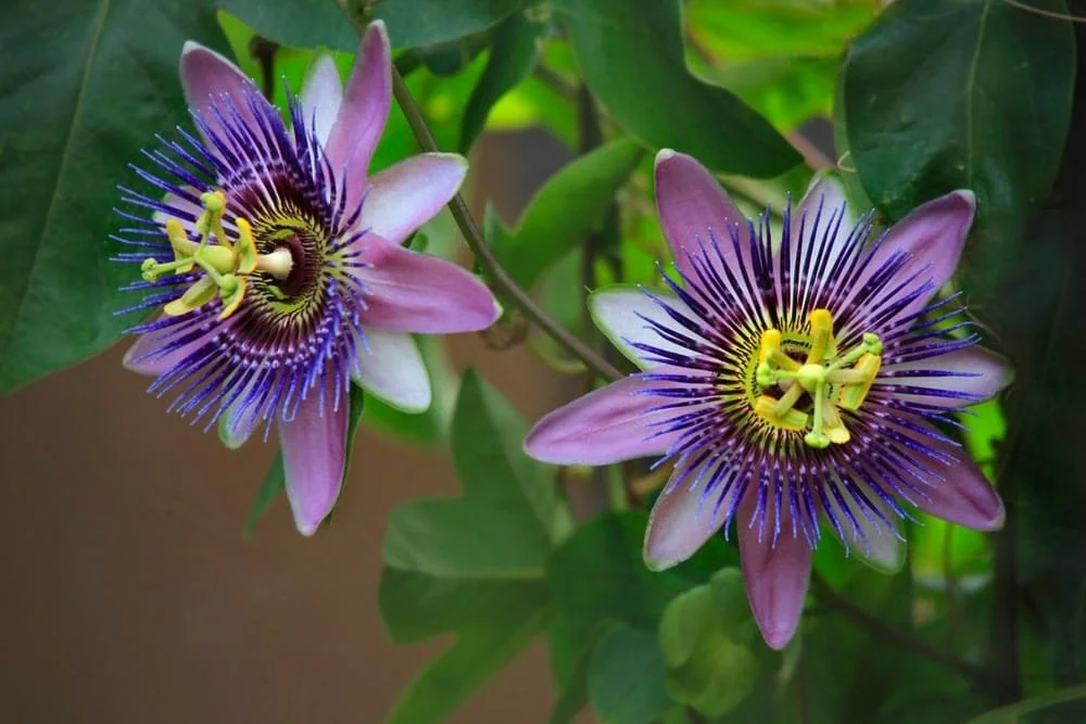 passionflower page.jpg