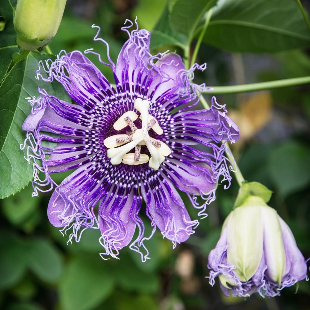 passionflower2.jpg