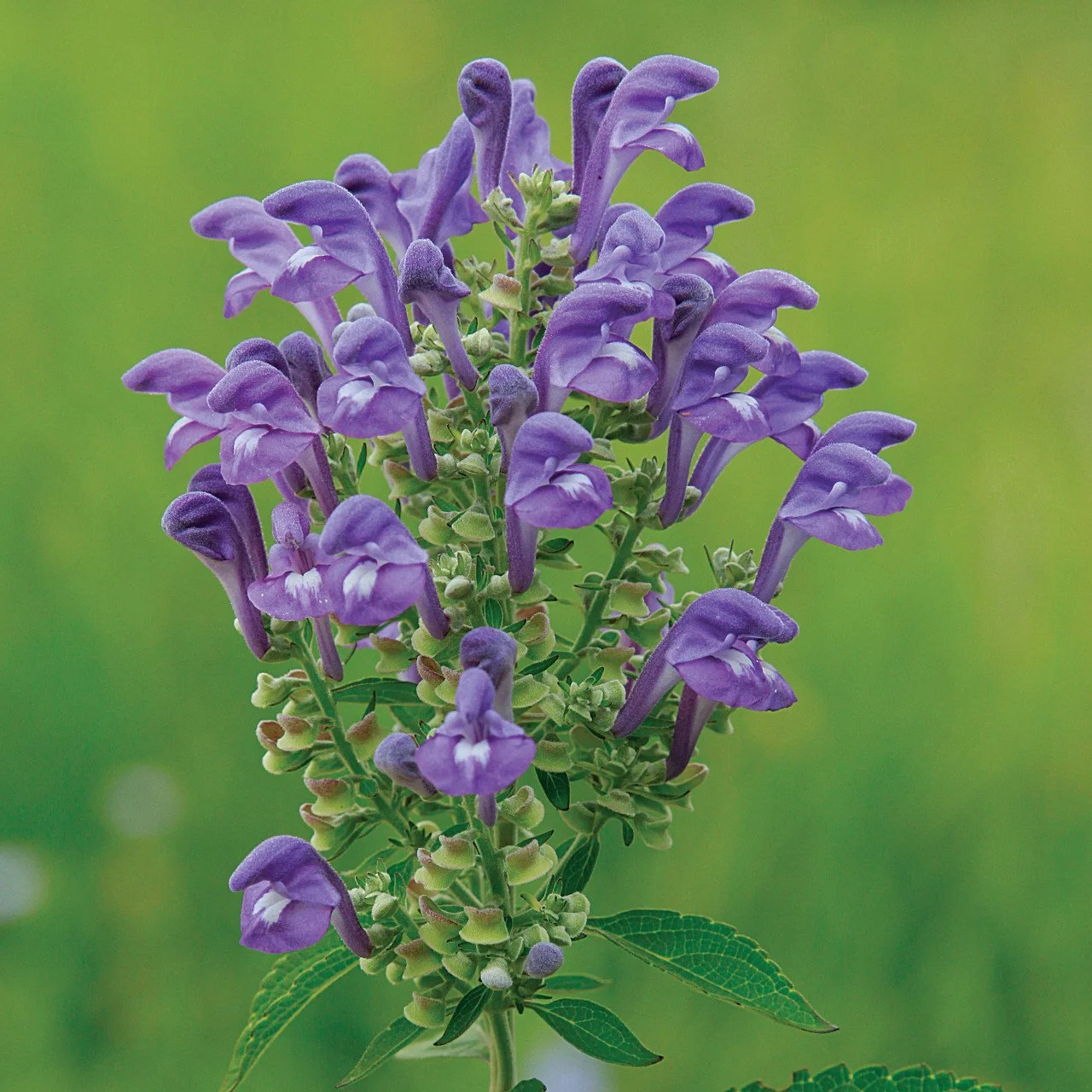 skullcap2.jpg
