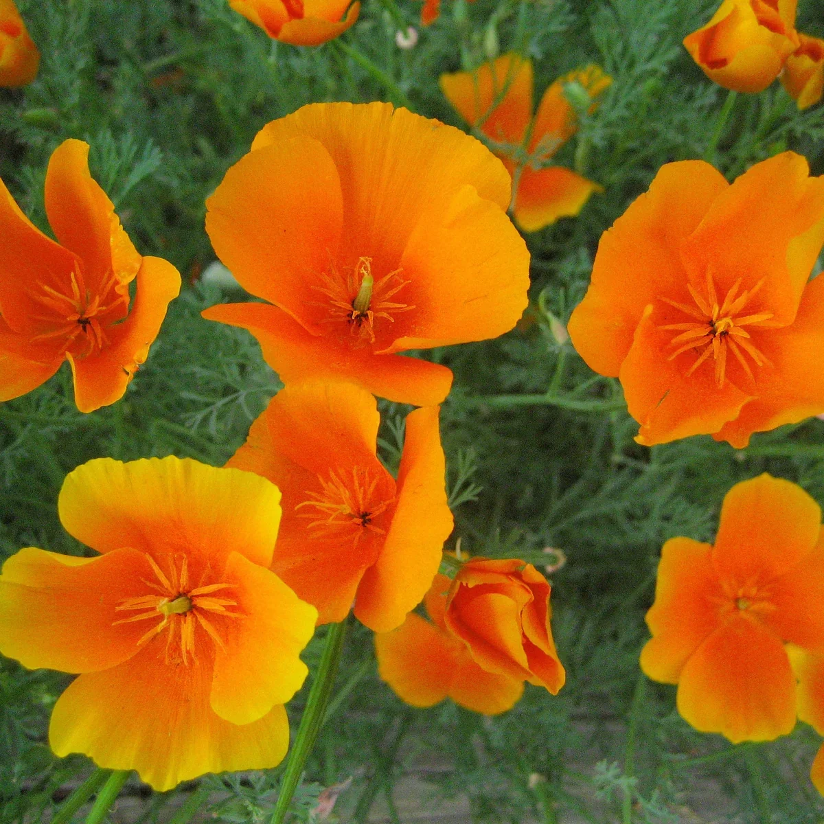 capoppy.webp