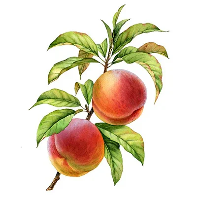 peach.webp