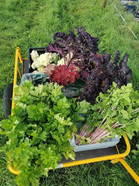 En trillebår fylt med ulike typer ferske grønnsaker, inkludert bladkål, rødkål, blomkål og persille, plassert på gress.