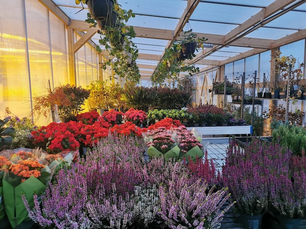 Et drivhus med forskjellige blomster og planter, inkludert rosa, lilla og røde blomster, med trevegger og tak av plast.