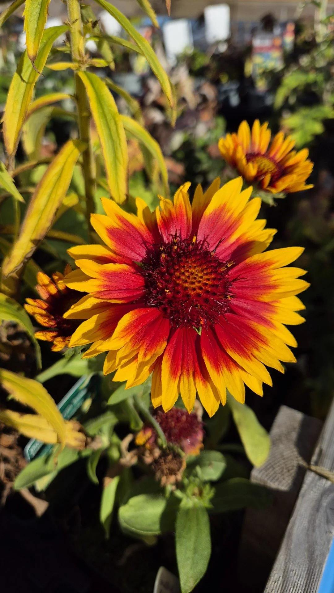 Fargerik blomsterhage.