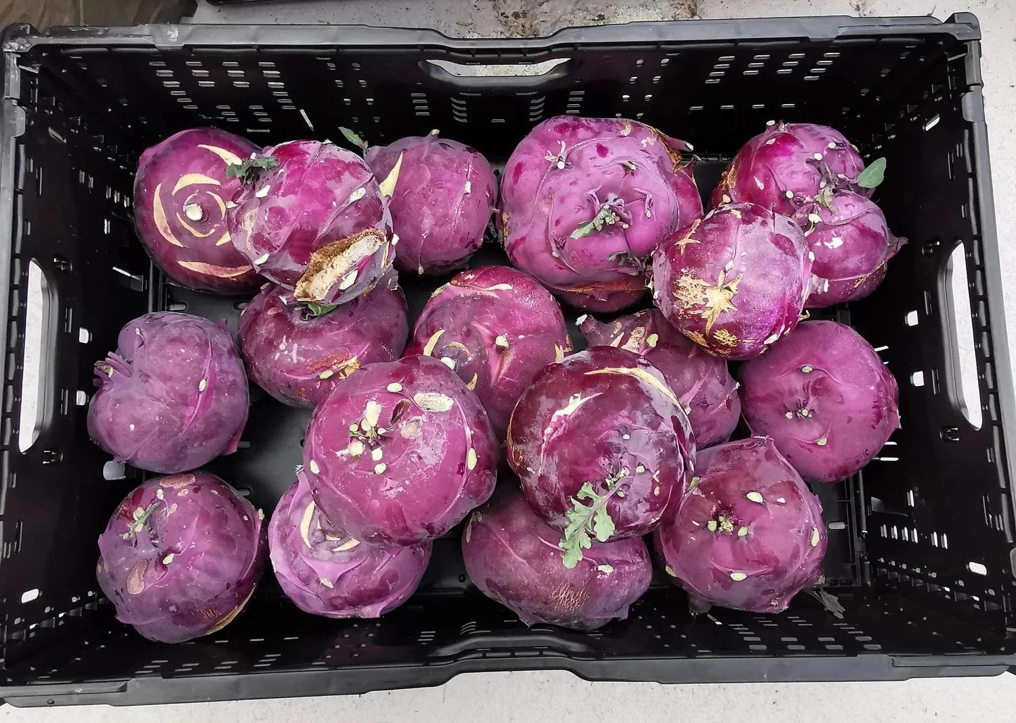 Fargerike grønnsaker i en svart plastkasse.