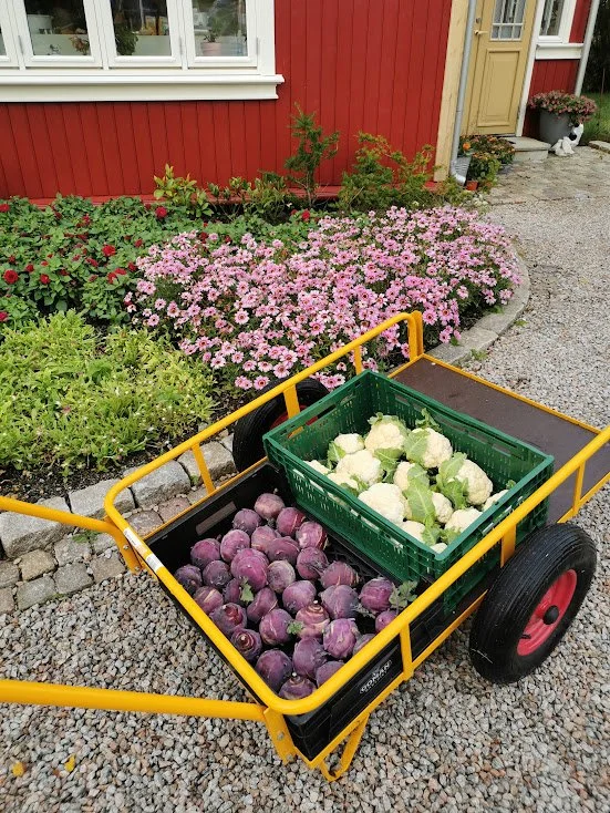 En håndkfunksjonell vogn fylt med kål og roser i en hage med blomster