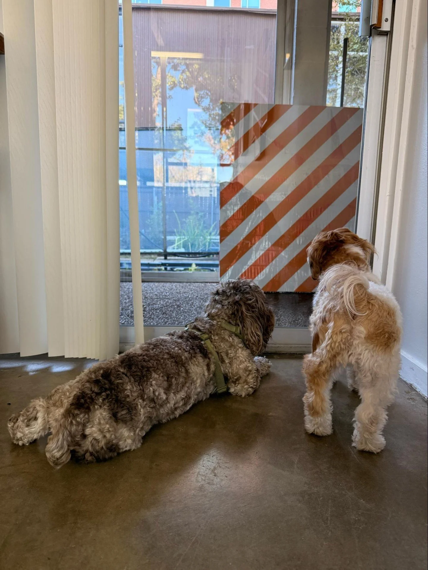 Walnut and Meatball have their eyes on a new favorite @furm__ piece.