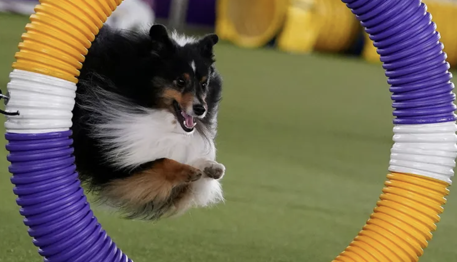 A Shetland Sheepdog jumping through a colorful agility hoop outdoors.