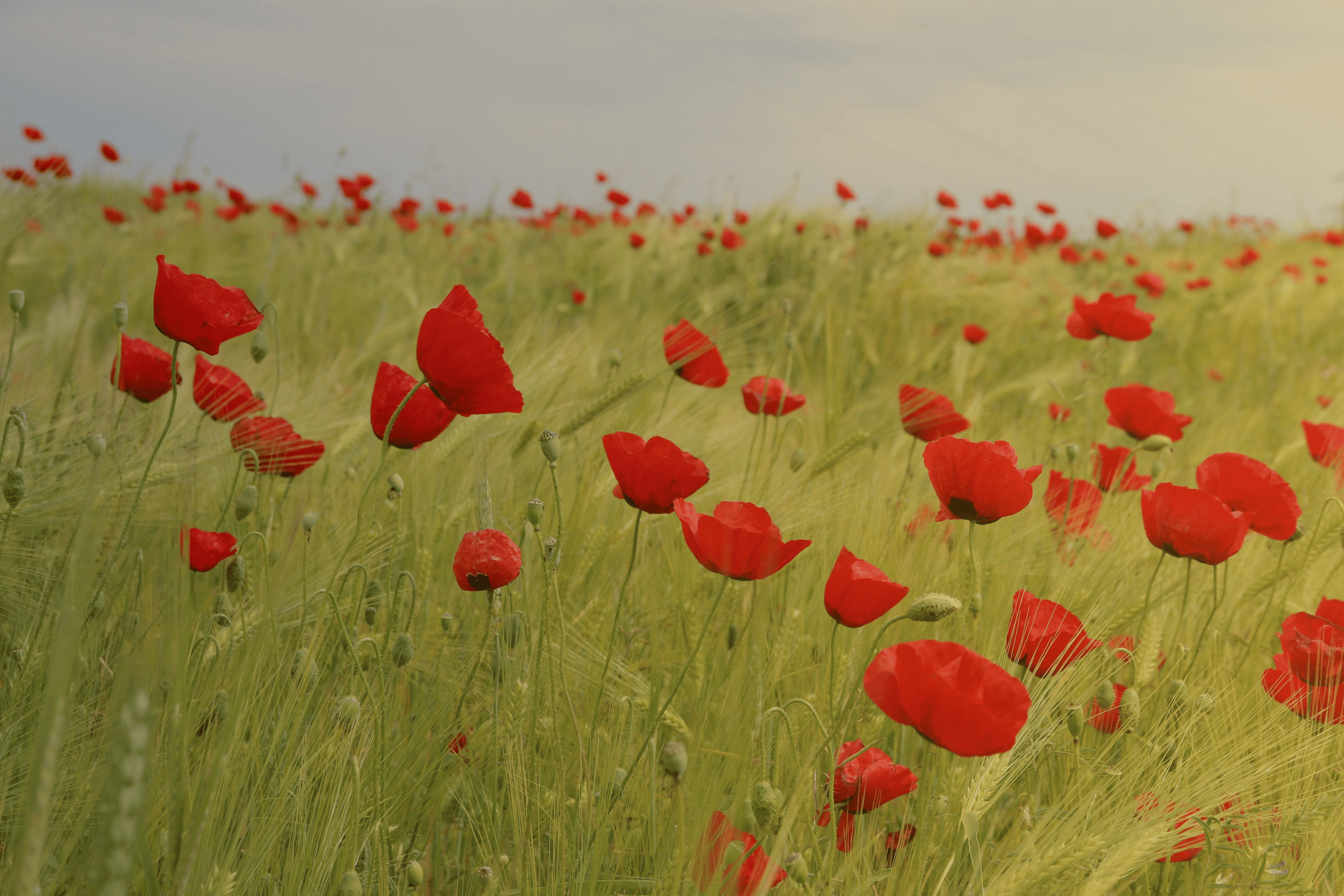 Long-Term Faith in the Compassion of Christ