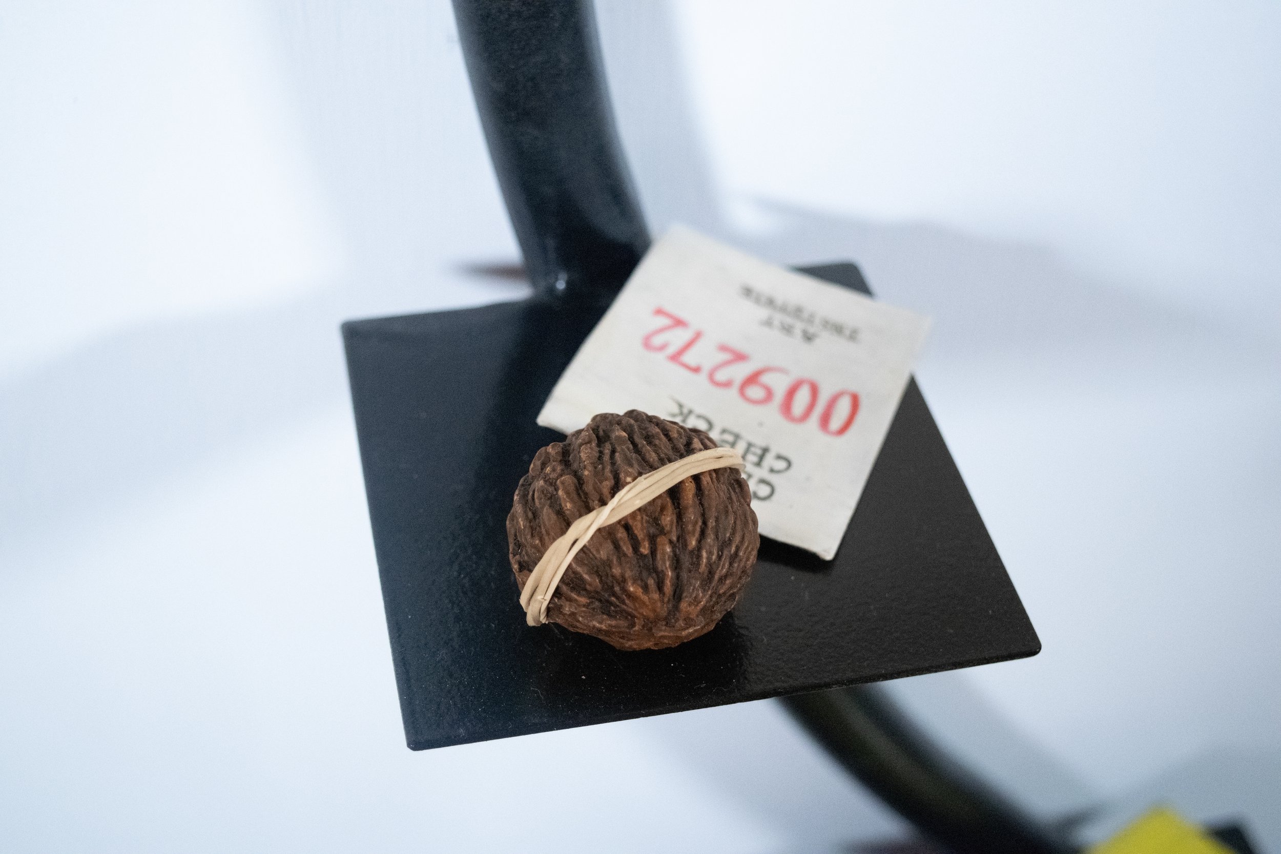 A Strange Distance_Walnut.jpg