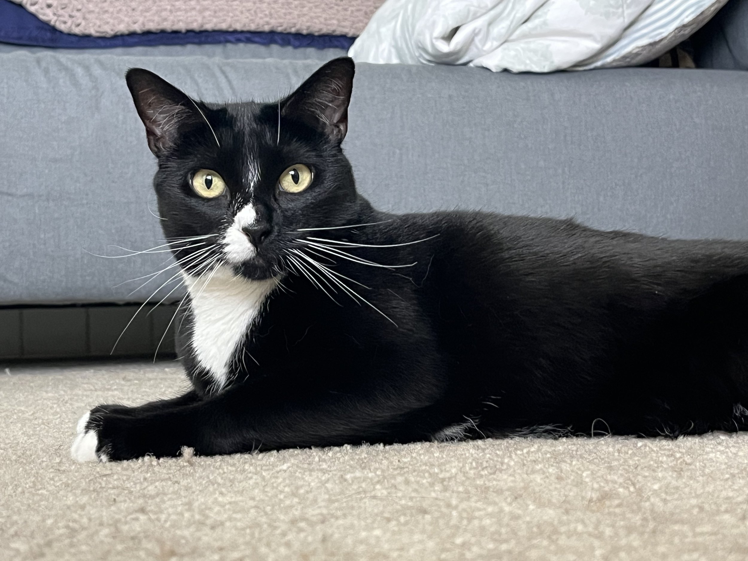 Animal Communication