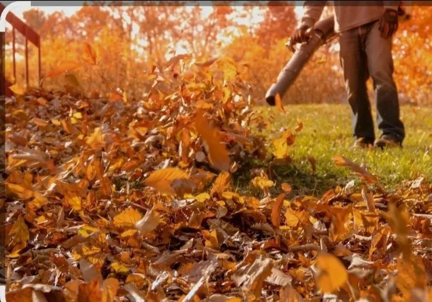 Leaf Removal