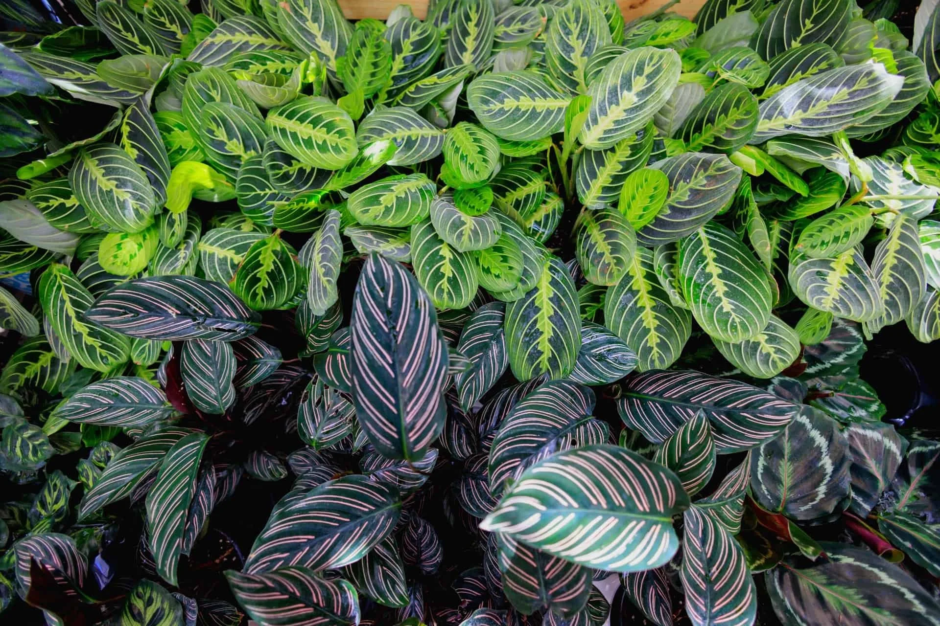 calathea, the-paper-garden, plant-shop-indiana-pa
