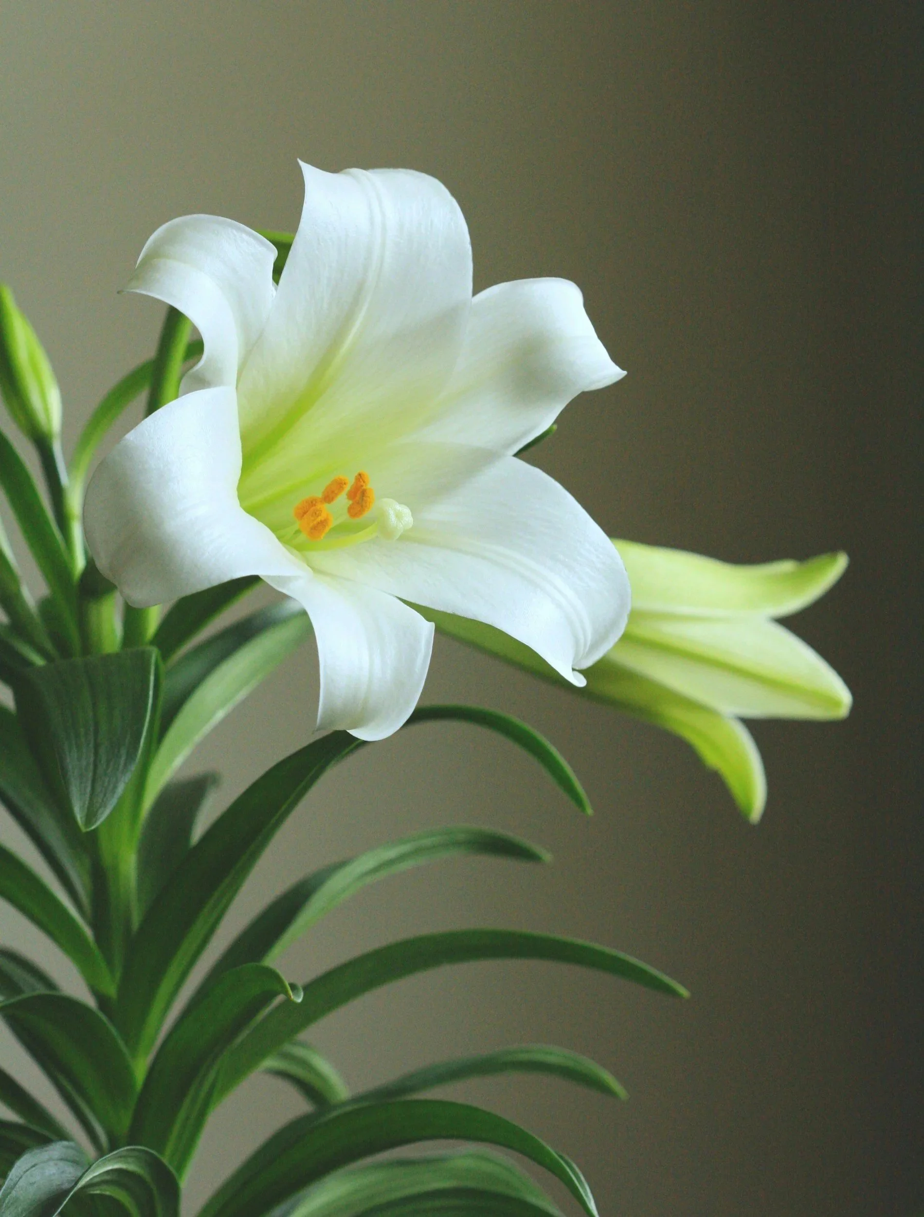A close-up of a white lily flower with green stem and leaves, set against a muted background.