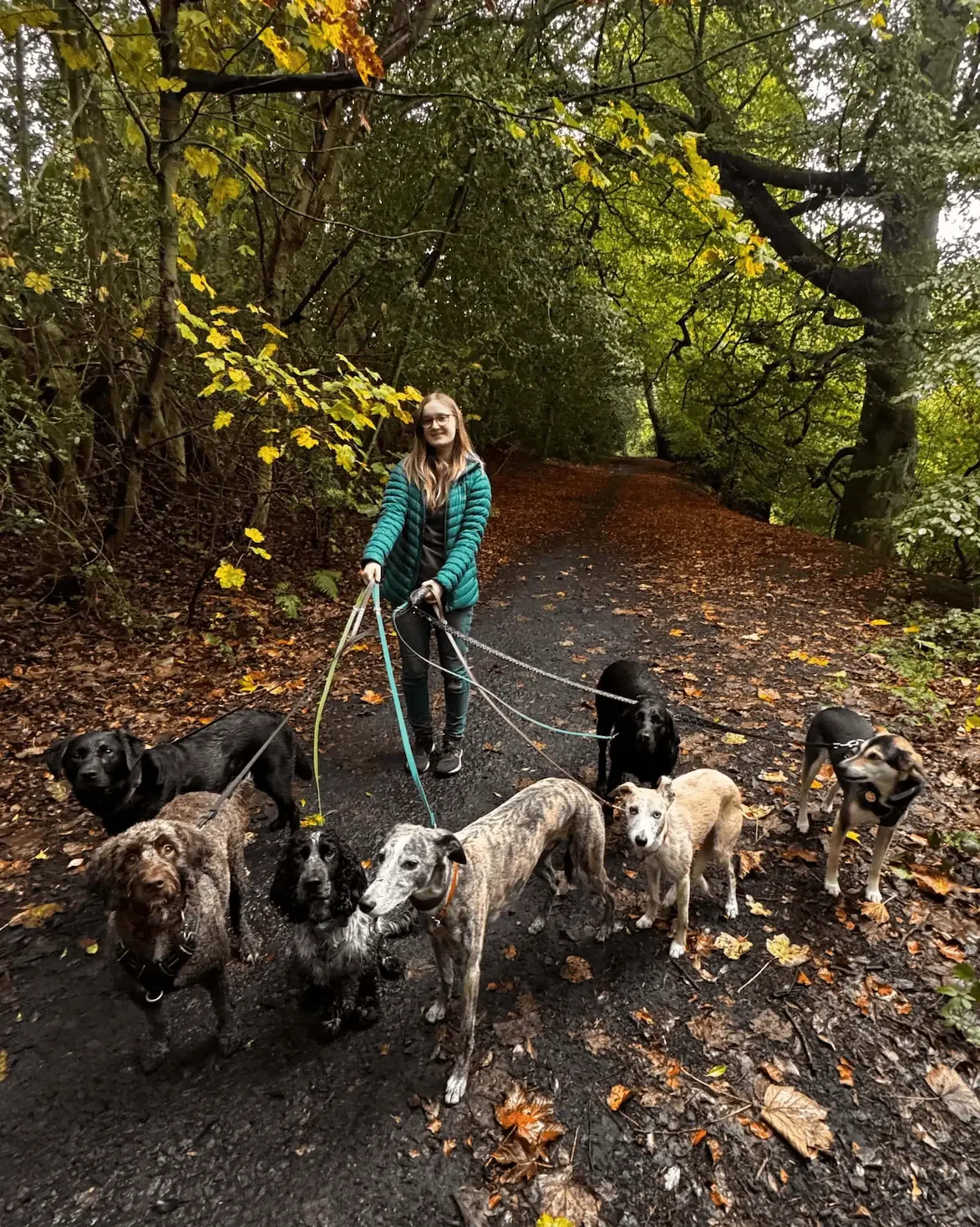 A woman group walking seven dogs on a trail in a  Corstorphine forest with fallen autumn leaves and green trees. The dogs are walking on leads.