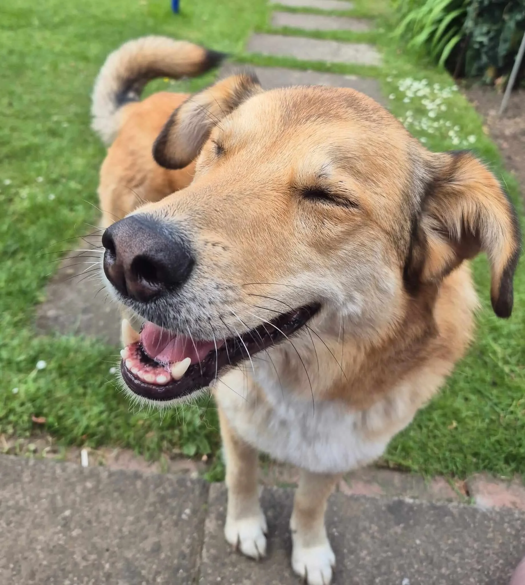 Close-up of a happy, smiling dog with closed eyes, standing on a grassy yard with a pathway and flowers in the background.