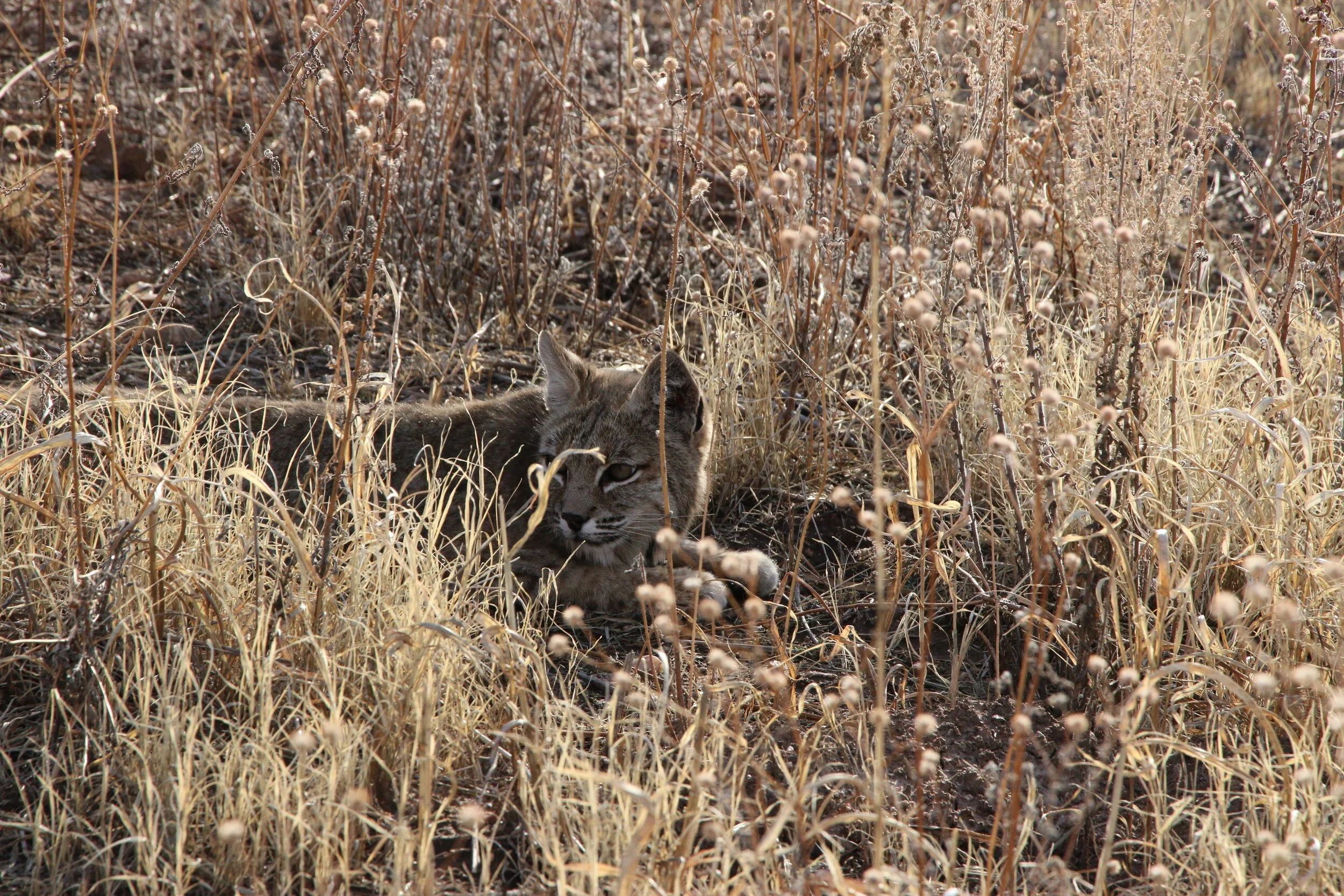 Wild Encounters