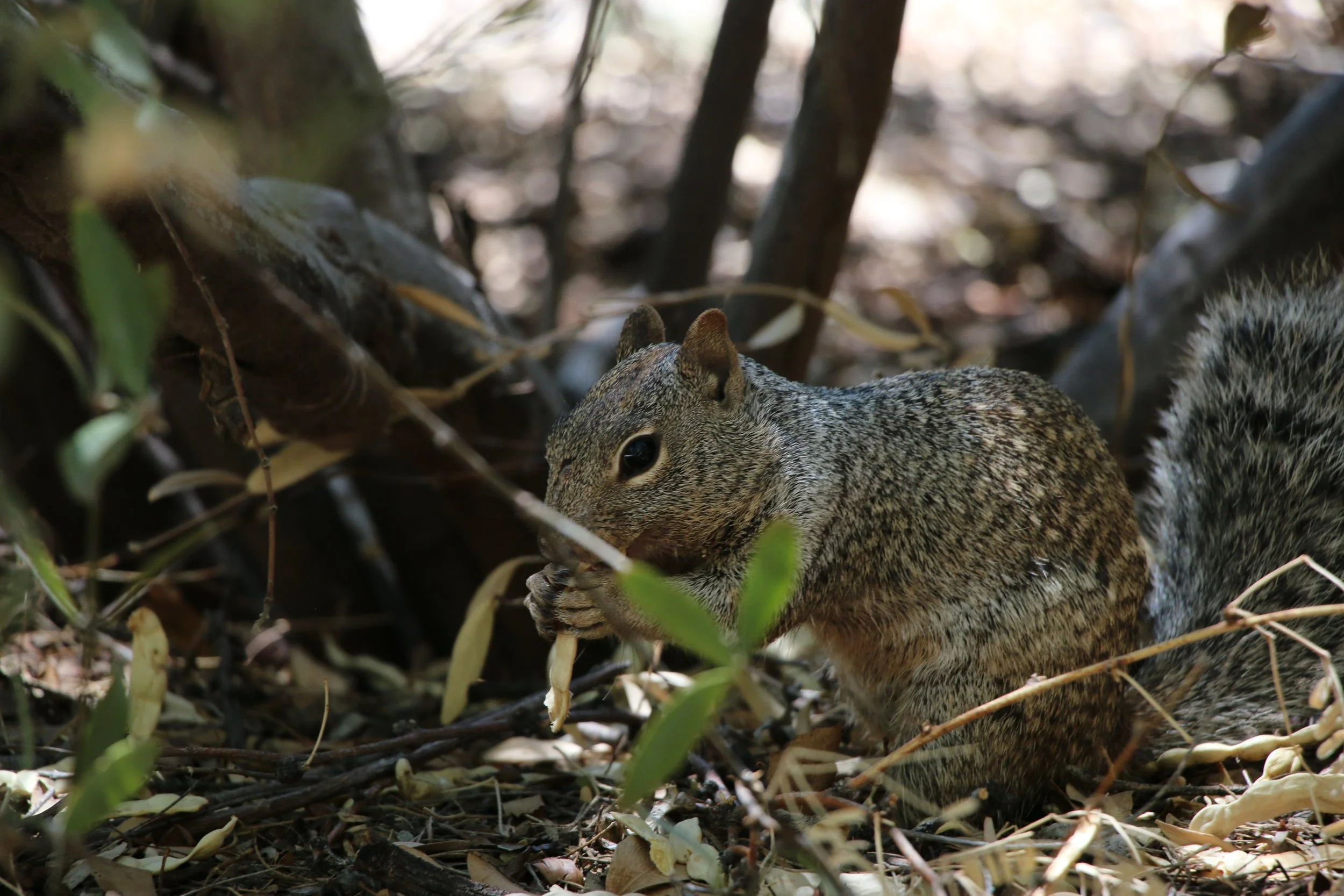Squirrel Test