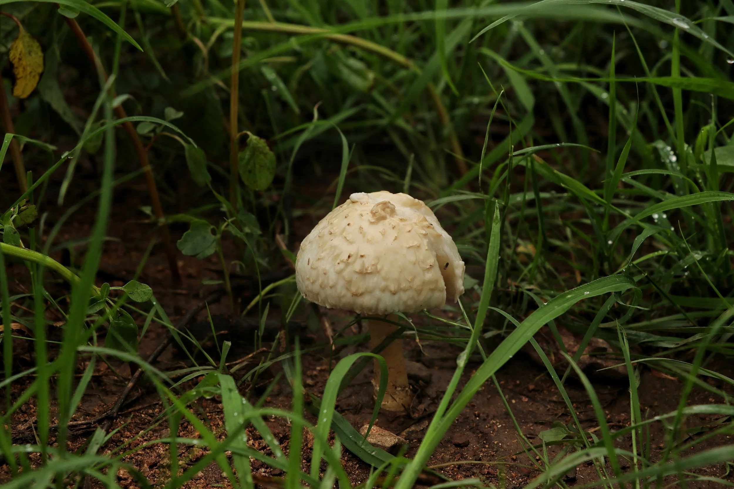 Mushroom-01.jpeg