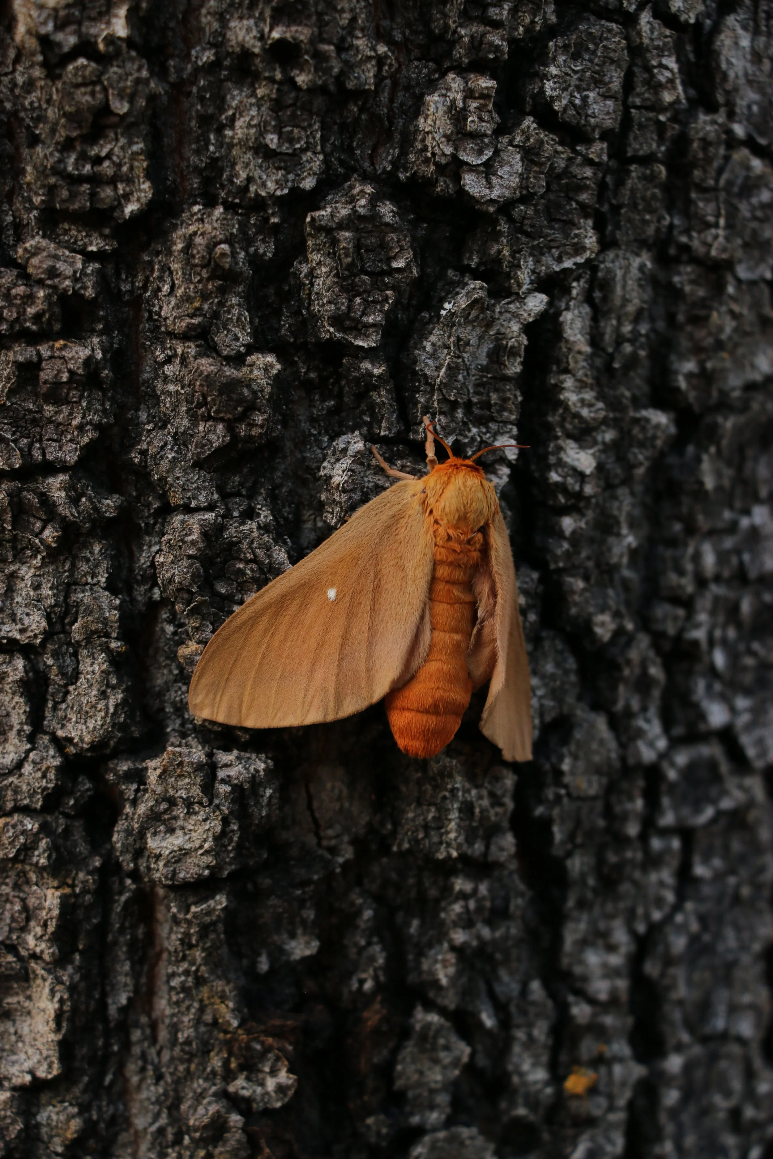 IMG_7883.JPG