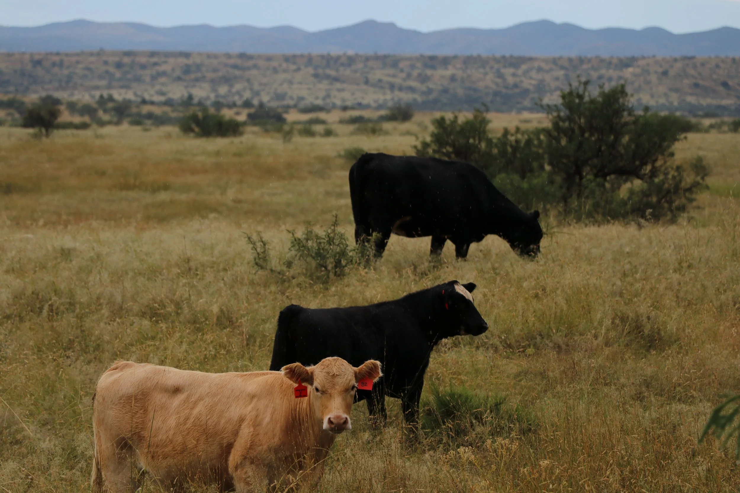 Cows Test