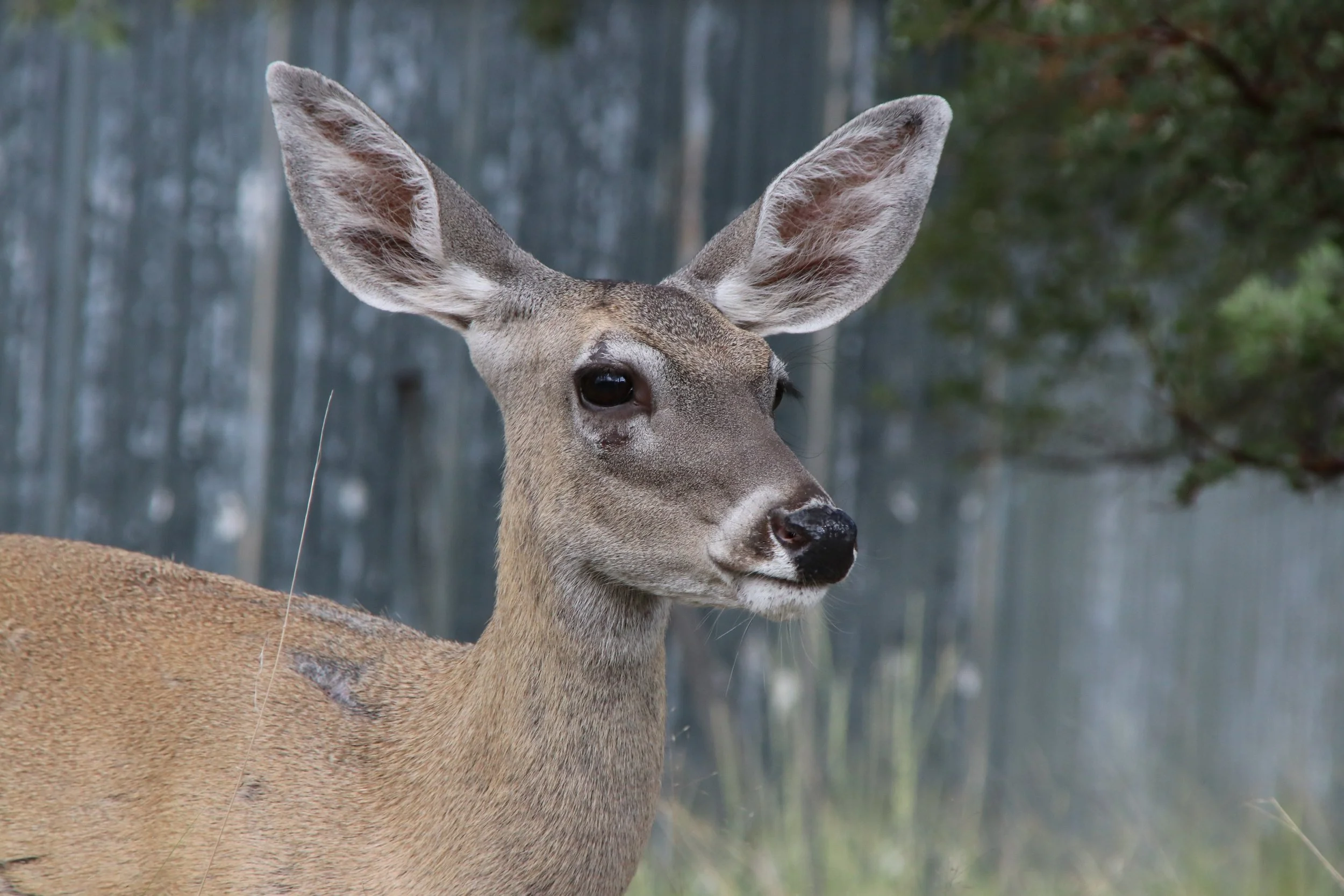 Deer Test
