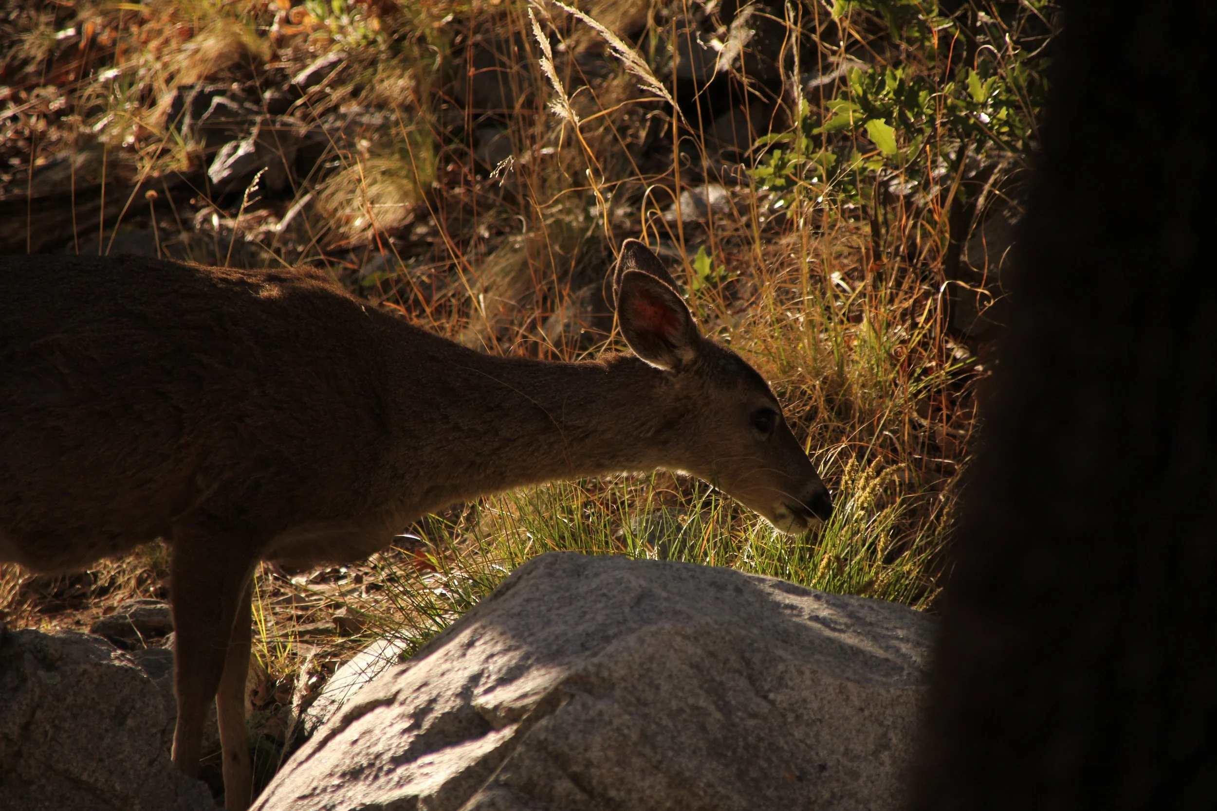 Madera Canyon