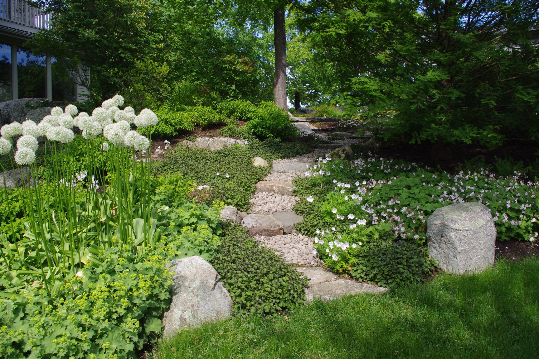 A garden with a stone pathway surrounded by green plants and white flowers, with large rocks and trees in the background.