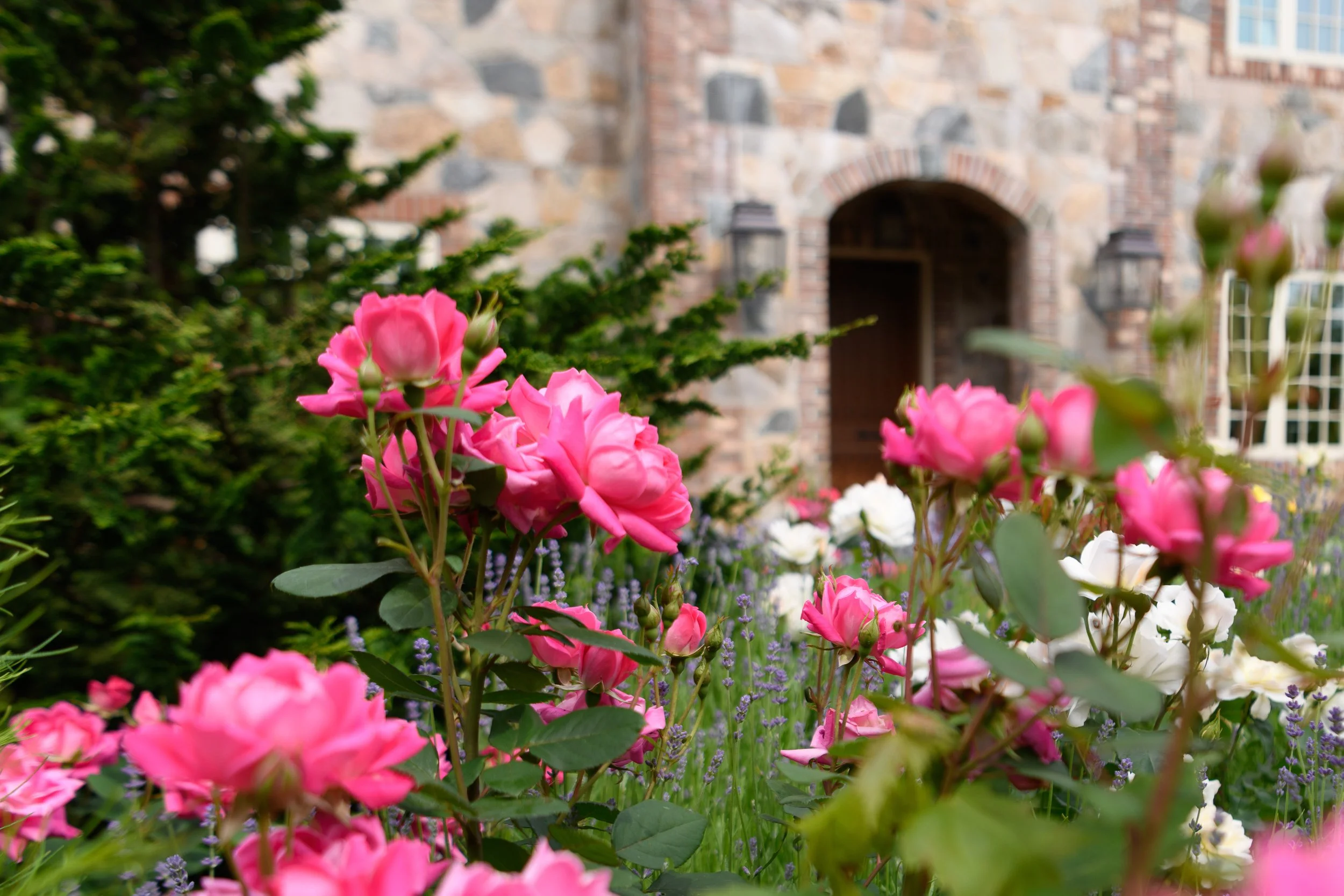 Pink roses blooming in a garden with green foliage in front of a stone building with an arched doorway.