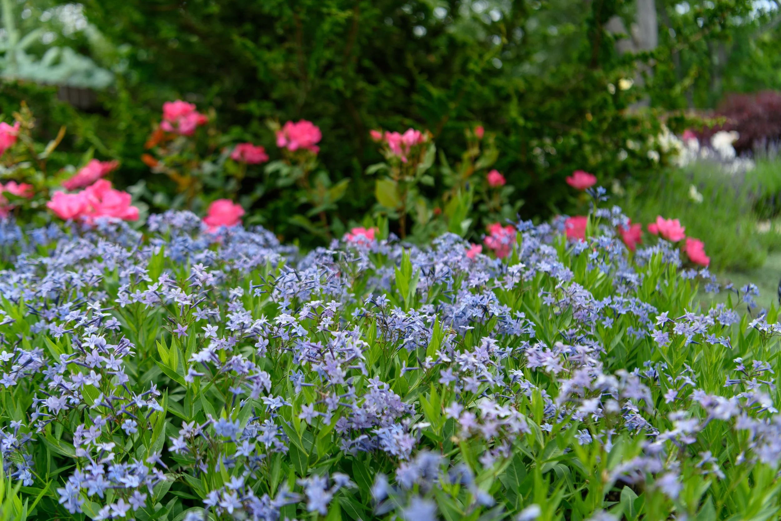 Blooming purple and pink flowers in a garden with green foliage.