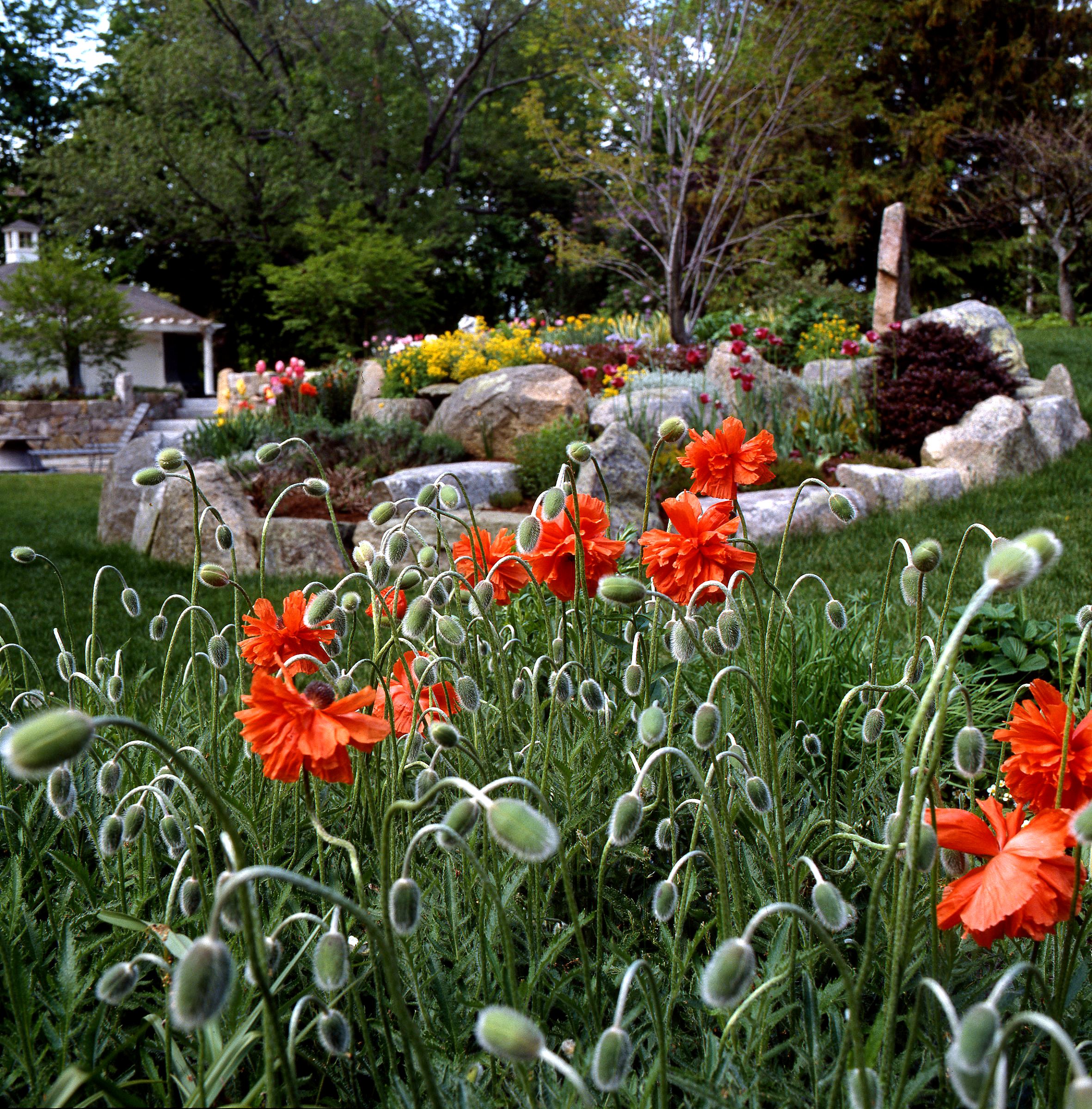 A garden with orange poppies in the foreground, a rock-bordered flower bed with colorful flowers in the middle ground, and a house with trees in the background.
