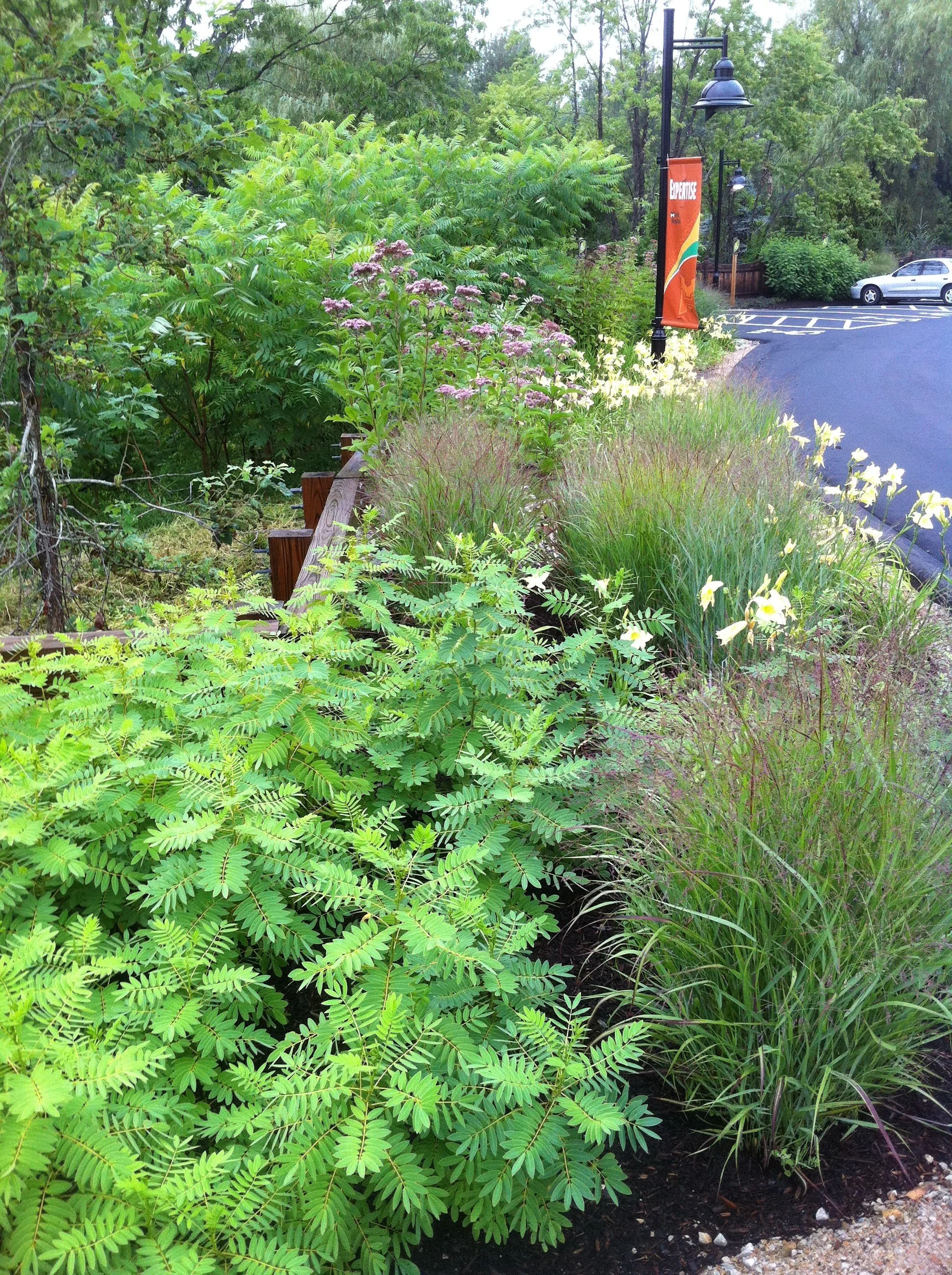 A landscaped roadside garden with green plants and white flowers, a parking lot with a white car, and trees in the background.