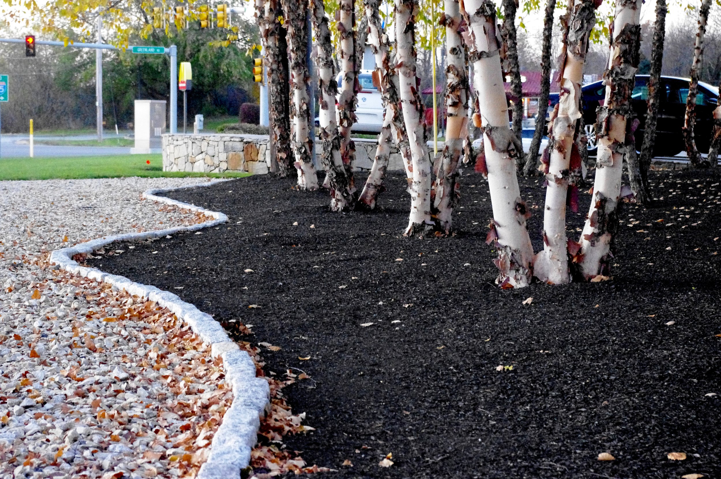 A landscaped area with a curved border of white stones separating a black mulch section with white-barked trees from a gravel pathway with fallen leaves.