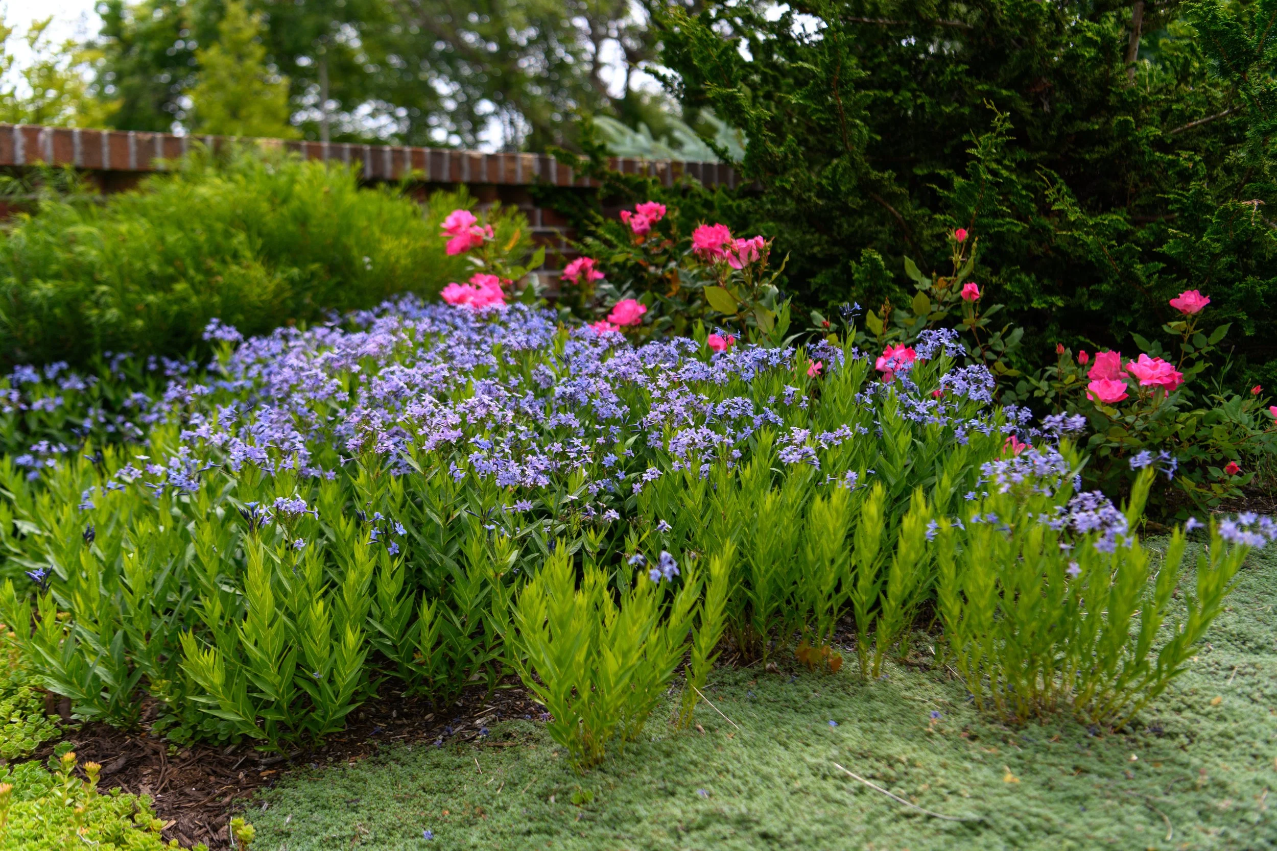A garden with purple and pink flowers and green foliage, with a brick wall and trees in the background.