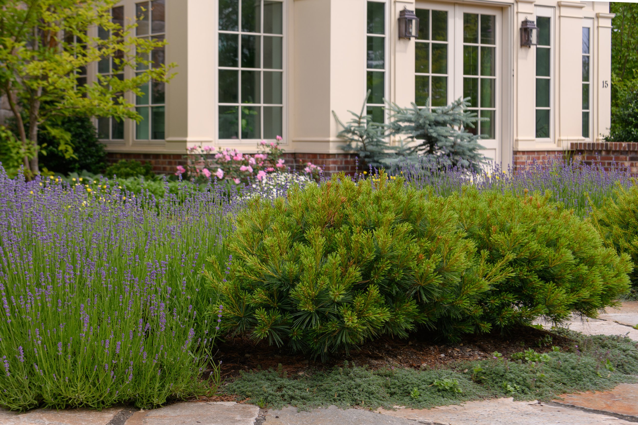 Front yard garden with lavender, pink roses, small blue spruce trees, and a large green shrub in front of a house with large windows, brick and cream exterior, and black lantern-style wall lights.
