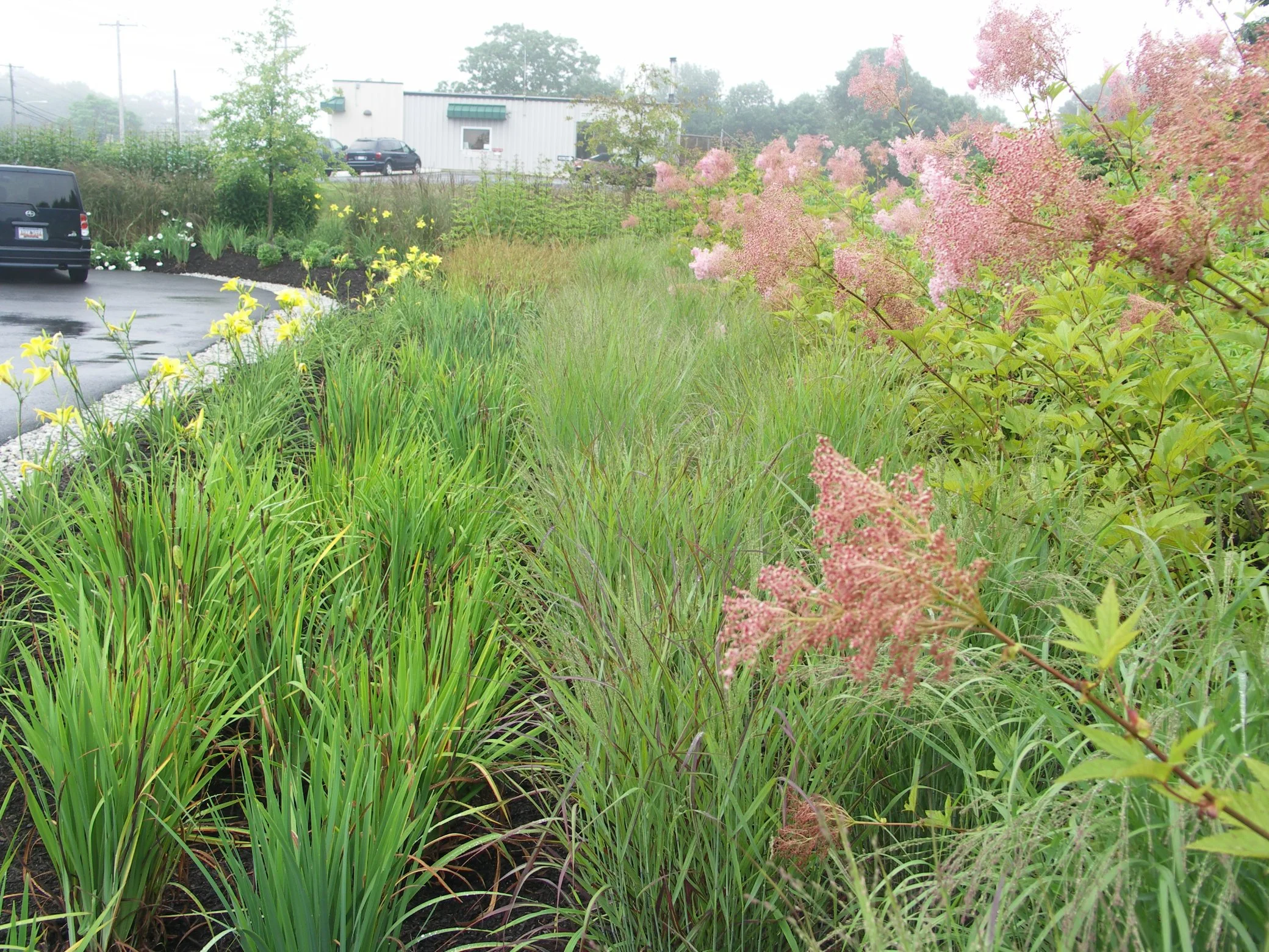 A rain-soaked parking lot with black SUVs, surrounded by lush greenery and flowering plants, including pink and yellow blossoms, on a cloudy day.