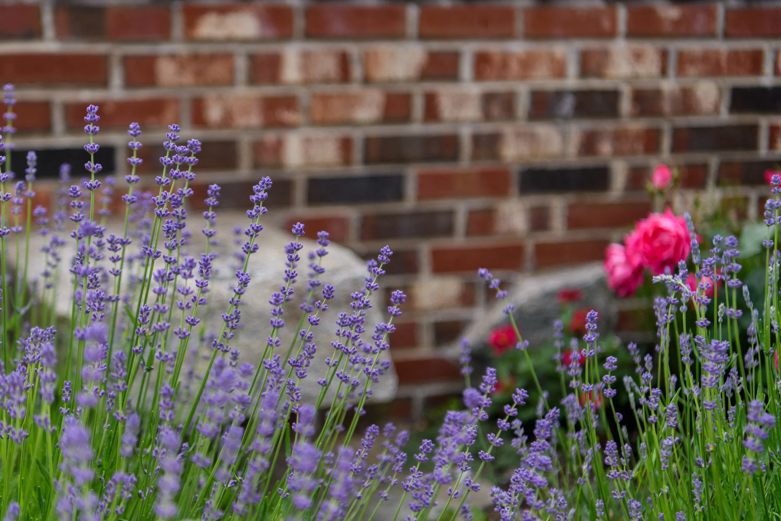 Purple lavender flowers with pink roses and a brick wall background.