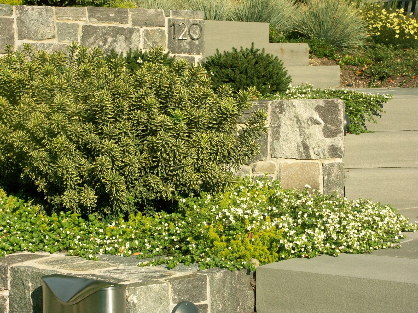 Front steps and garden bed with green foliage, white flowers, stone wall, and house number 120.