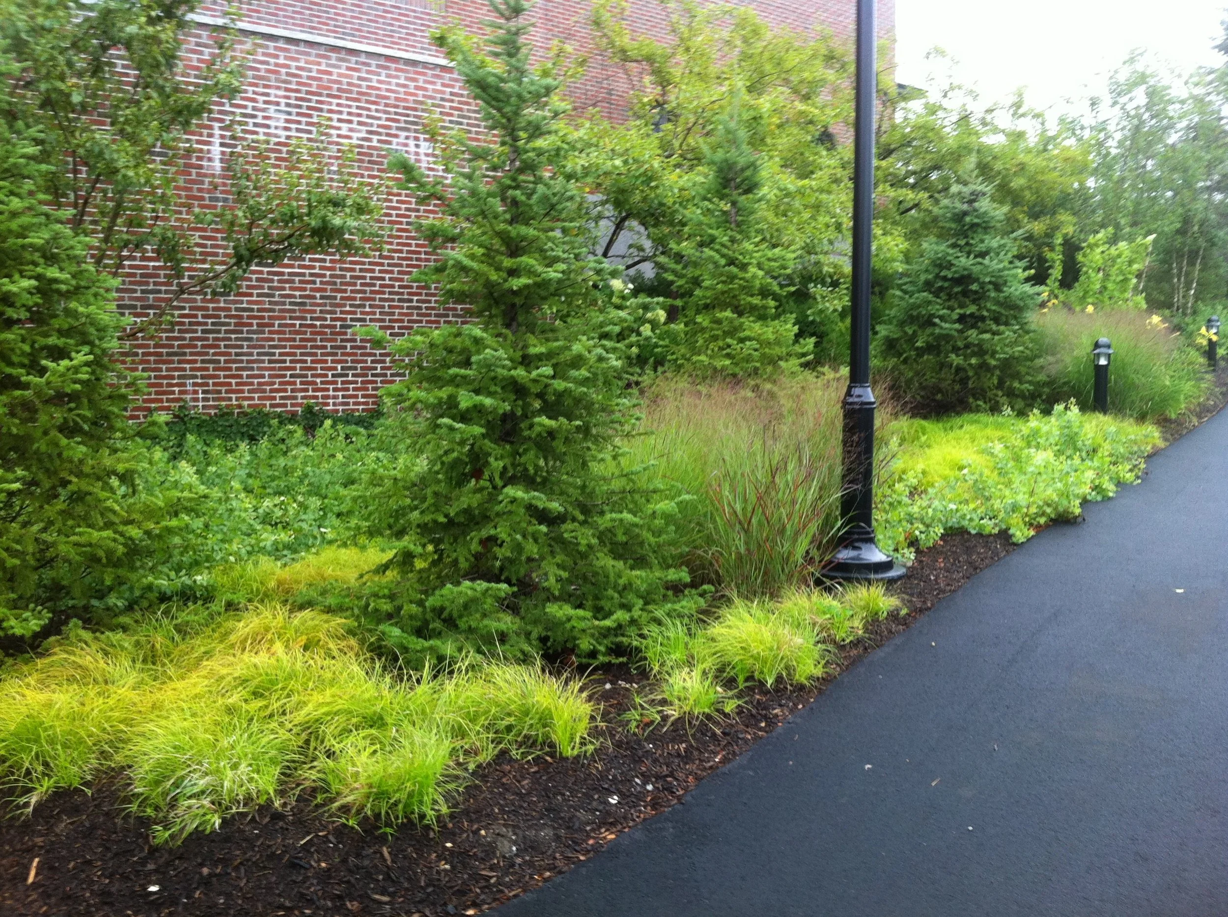 Decorative garden bed with green shrubs and ornamental grasses beside a sidewalk, with black lamp posts and a brick building wall in the background.