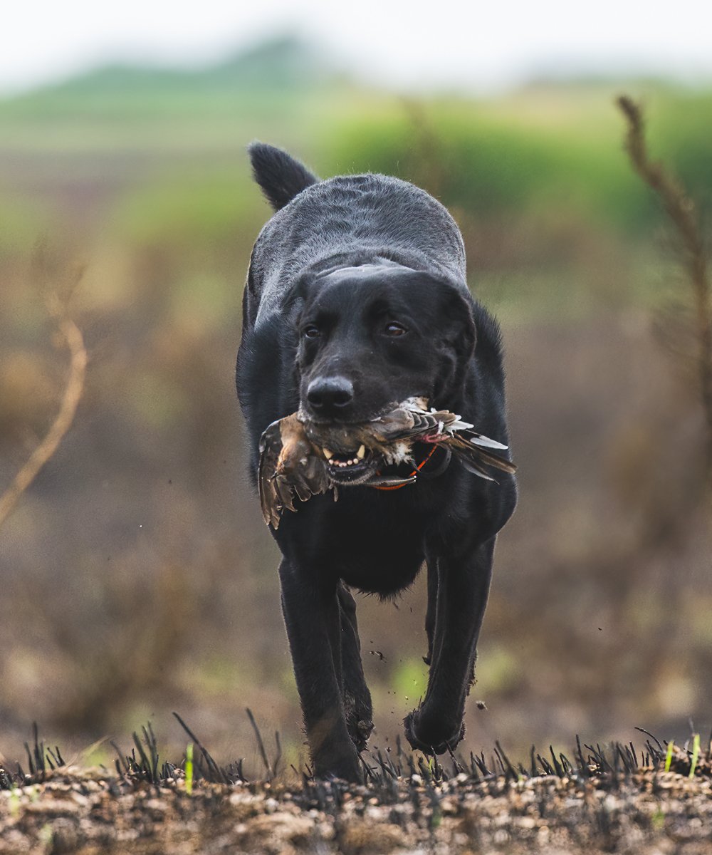 Wings-And-Strings-Dove-Hunt-1.jpg