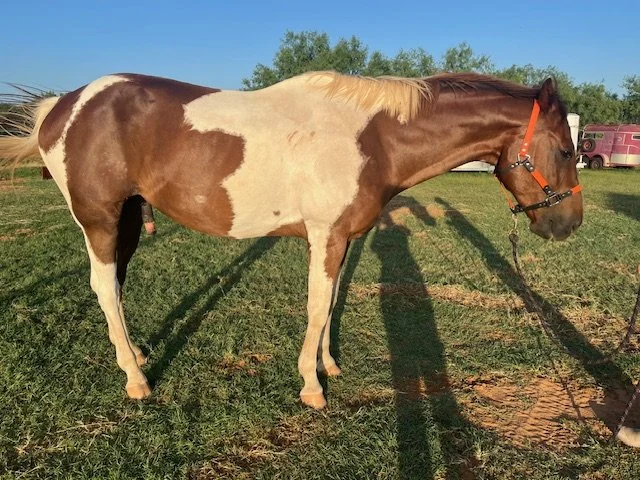 Chance | Post 1st CS Session | Right Side View